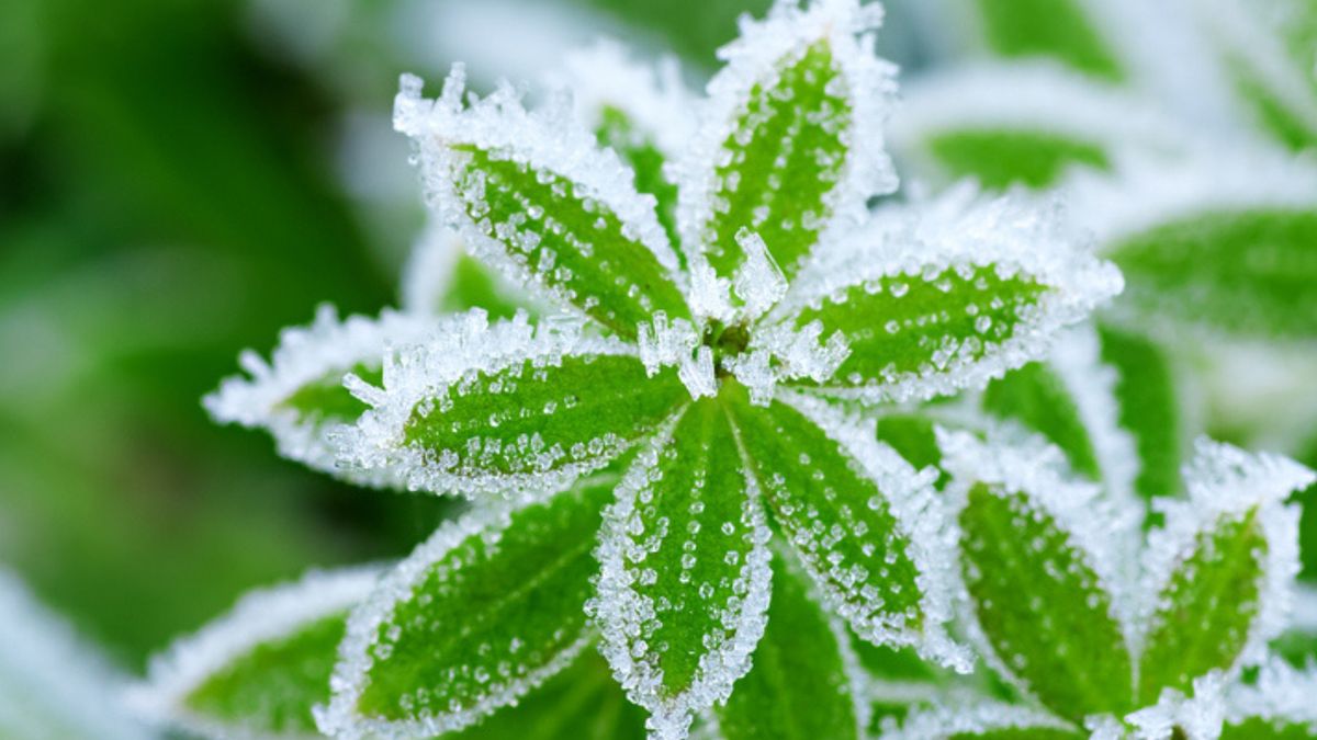 Workshop: Some Plants like it Frosty