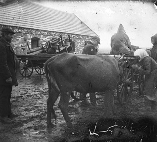 Brown Bag talk: Iryna Skubii on Cattle and Horses During the Soviet Famines in Ukraine