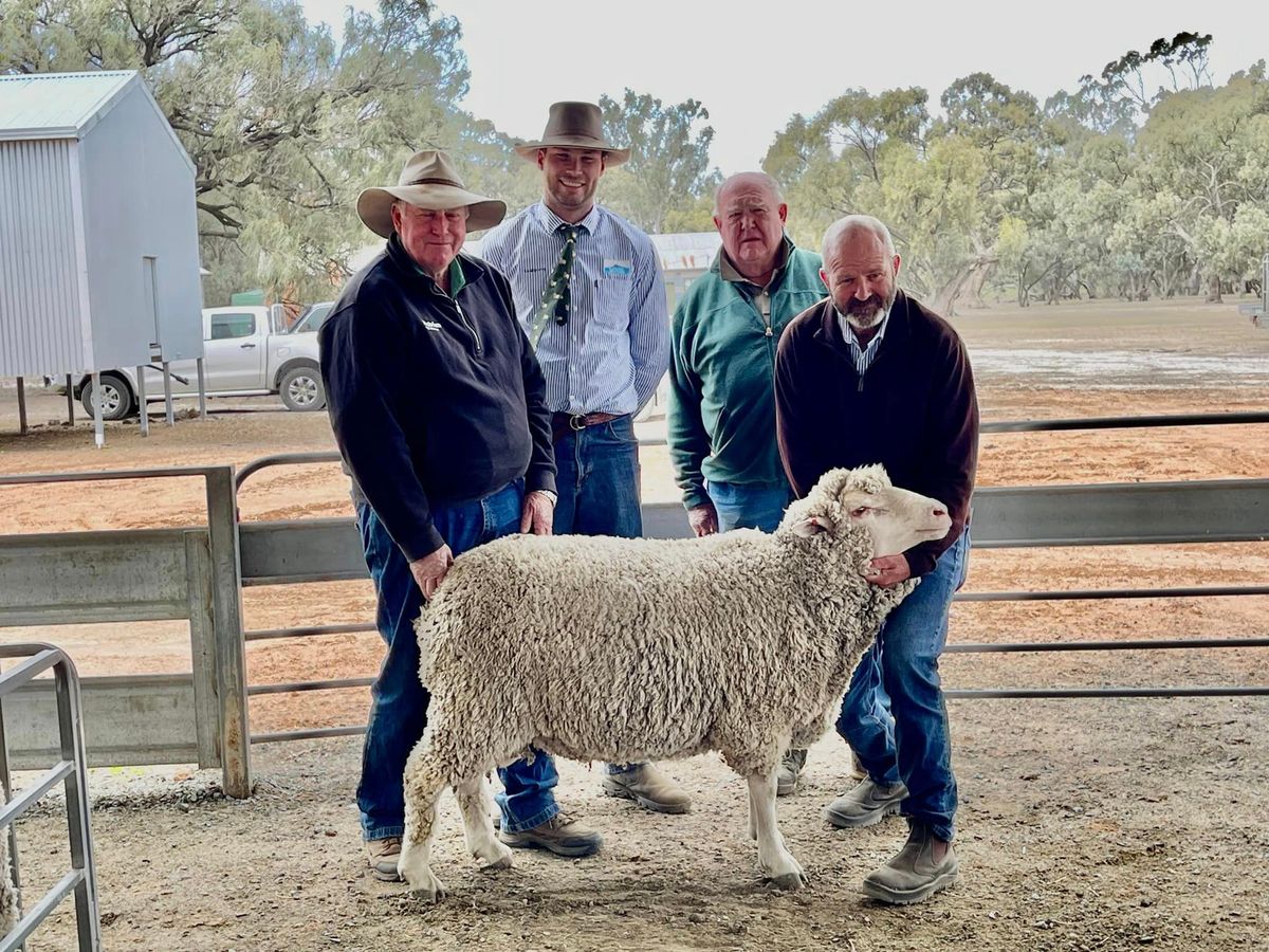 Southern Production Ram Sale, Wanganella NSW