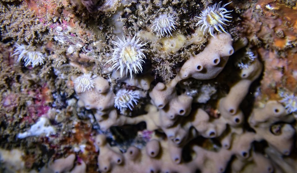 Double Boat Dive - Dane Rock & Poltexas Reef