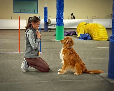 Kelsey Kirkpatrick Agility Seminars