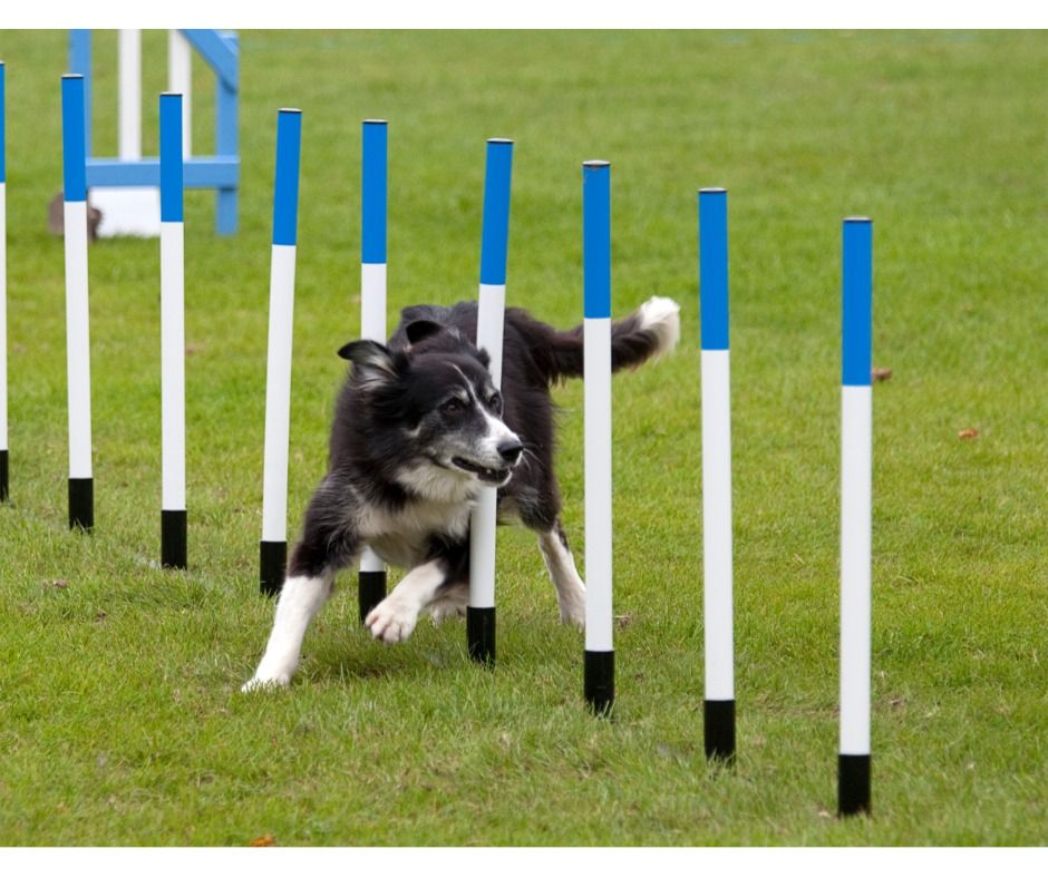 Fun Agility