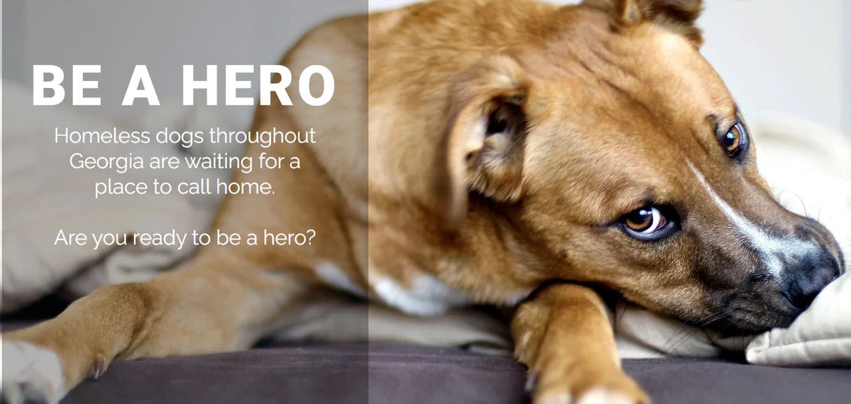 Dog Adoption with HERO Dog Rescue