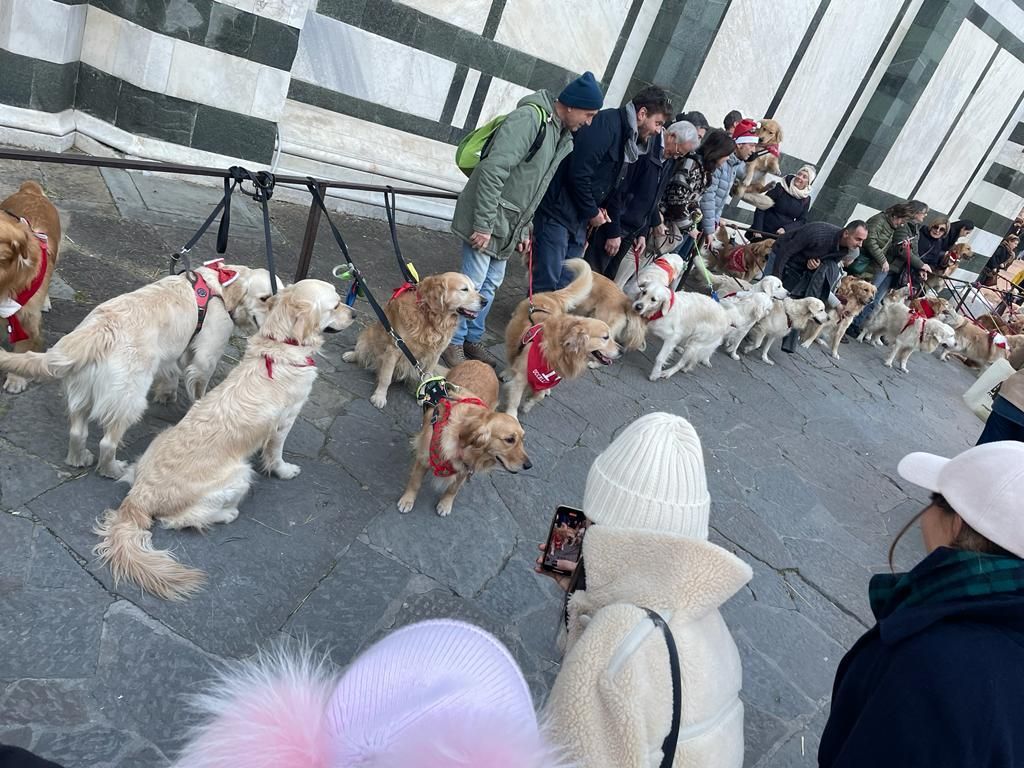 Natale con I Golden Retriever a Firenze 