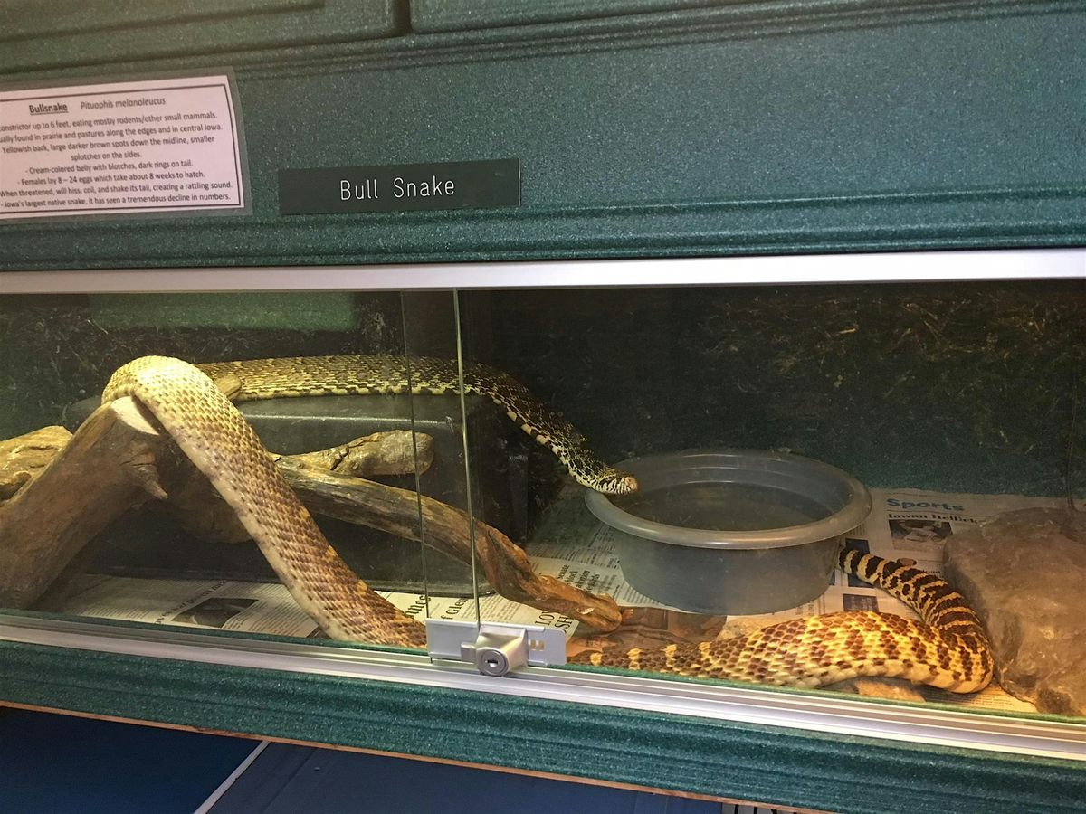 Snakes, Snakes, Snakes!