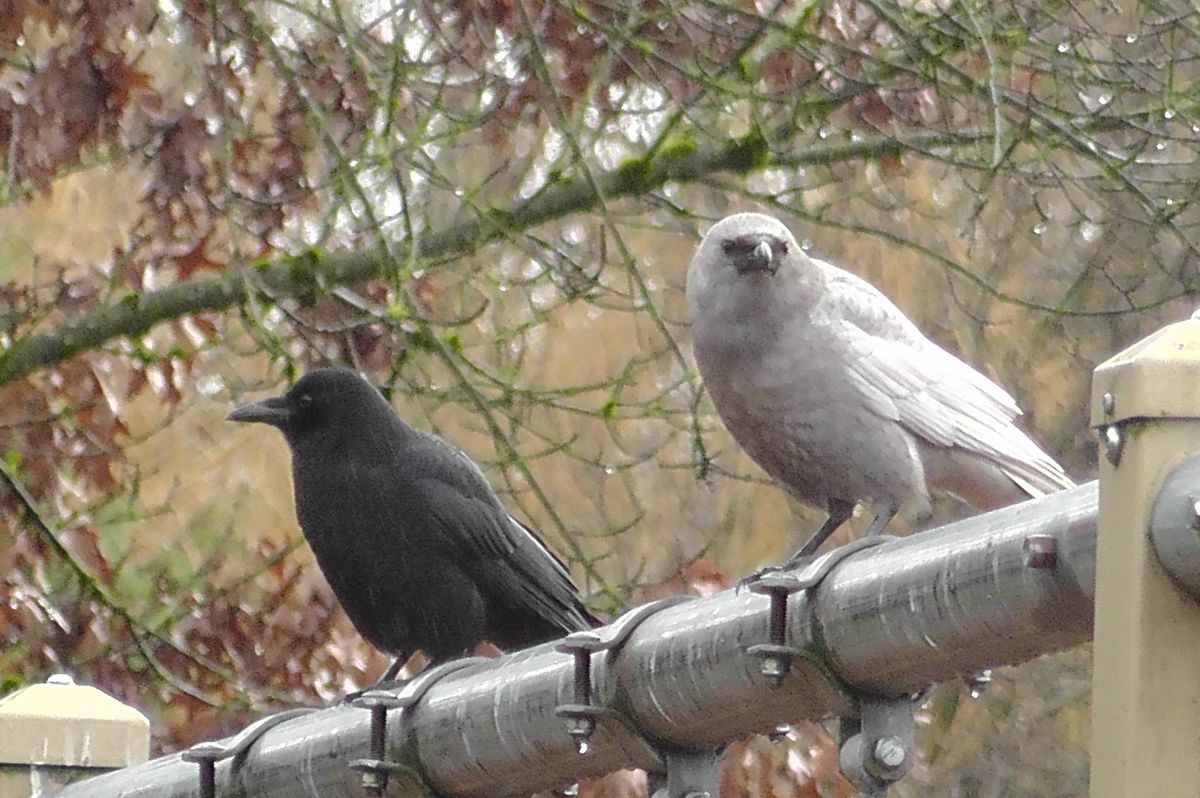 Society of Crows by Ornitholigist Dr. Rob Butler - Knowing Nature Speaker Series