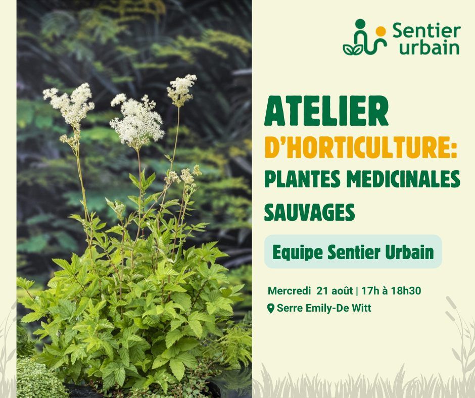 Atelier d'horticulture: plantes medicinales sauvages