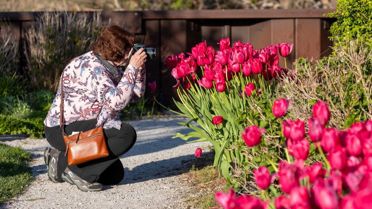 Photo Walk presented by Tulip Time