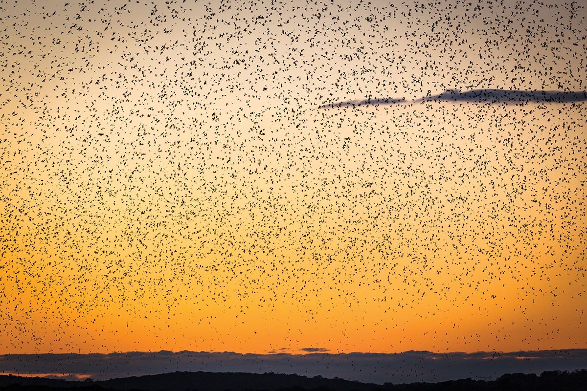 Tornado of Tree Swallows