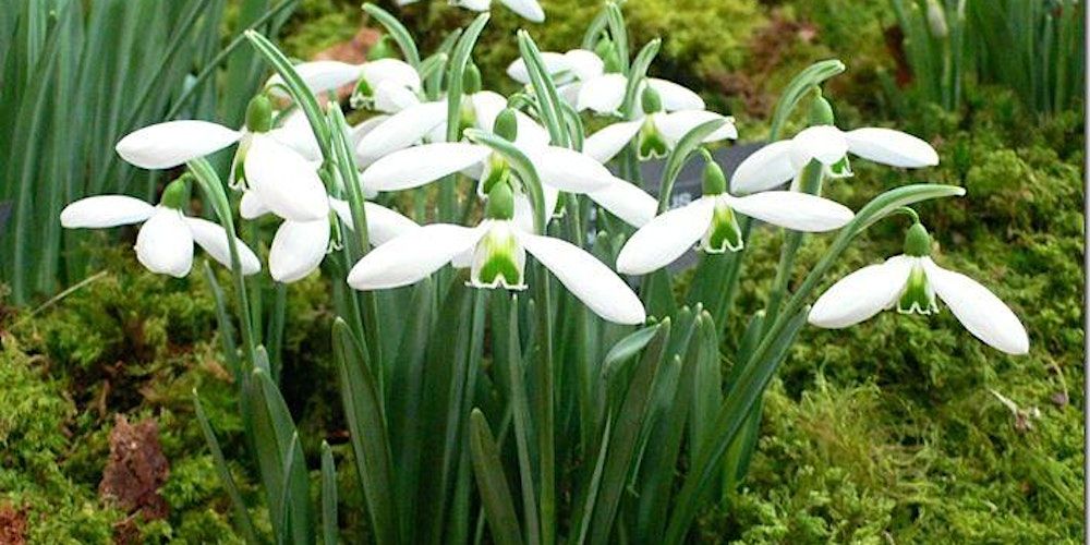 Imbolc\/Candlemas Open Ritual