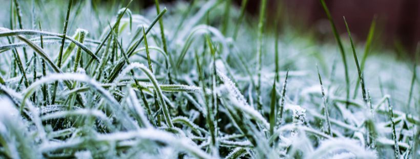 Winterizing your Lawn