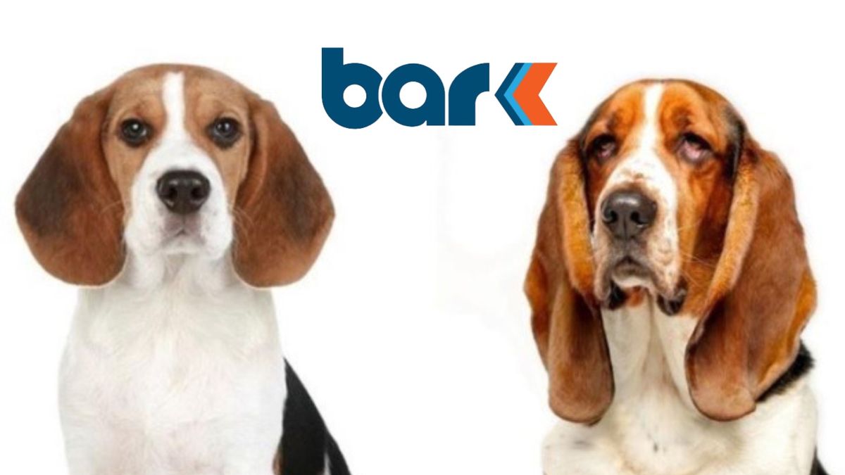Beagle & Basset Meet Up at Bar K - OKC