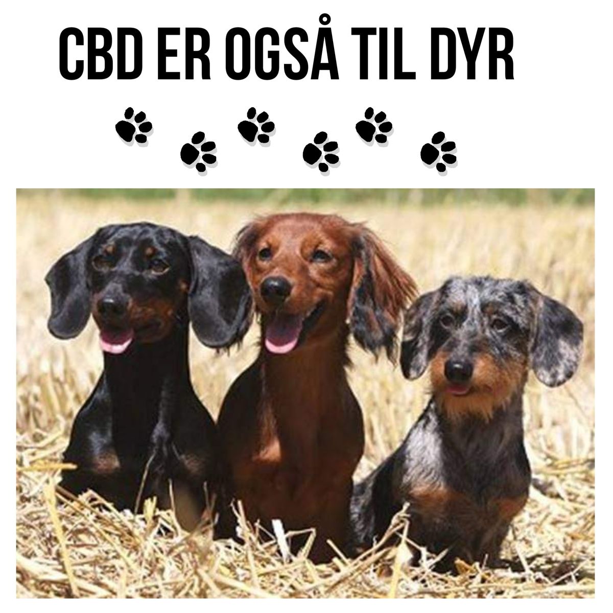 Vitaminer, Mineraler og CBD til Hund kursus