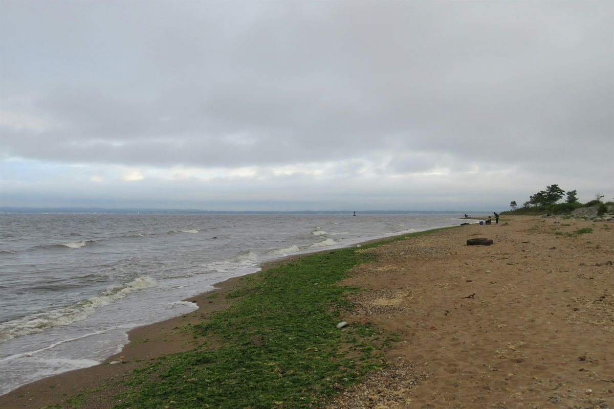 Lemon Creek Pier Beach Cleanup (Sharrott Ave)