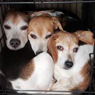 Bay Beagle Rescue