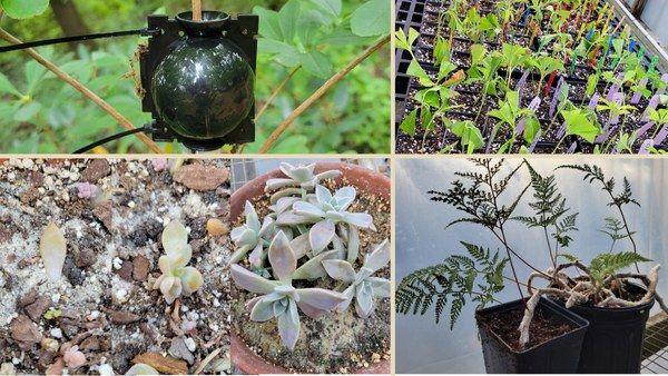 Plant Propagation Made Simple: Make-and-Take Propagation Class