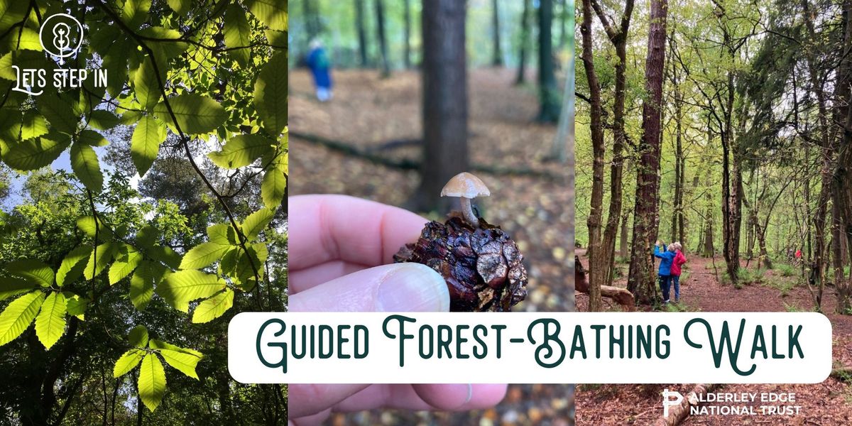 Guided Forest Bathing Walk