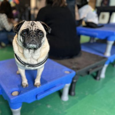 NYC Pug Meetup