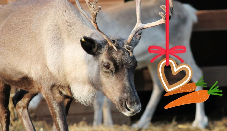 Meet the reindeer: an enchanting encounter \ud83e\udd8c