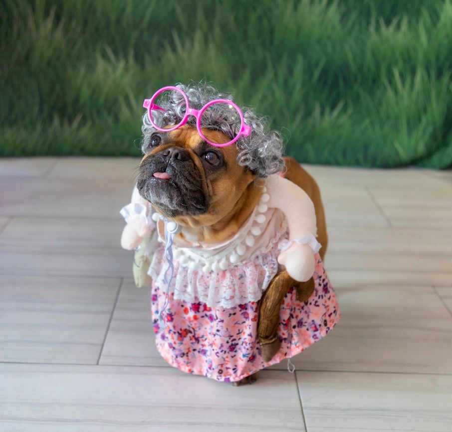 Halloween Pet Photos and Costume Contest