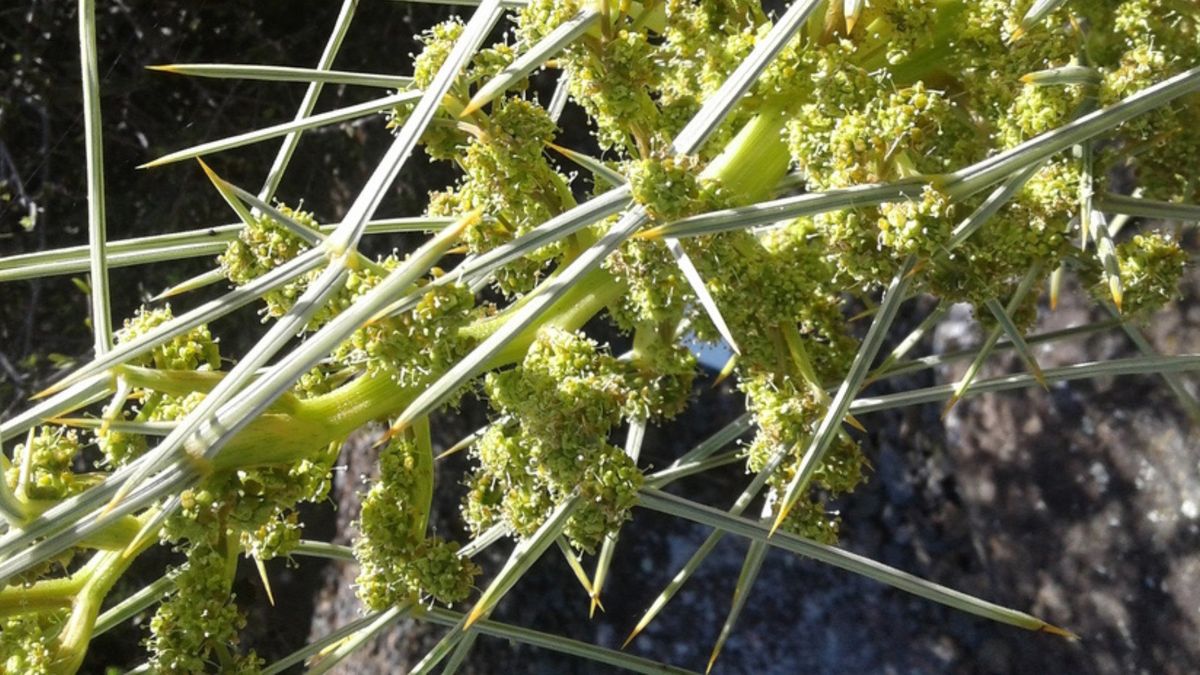 Defensive Native Plants