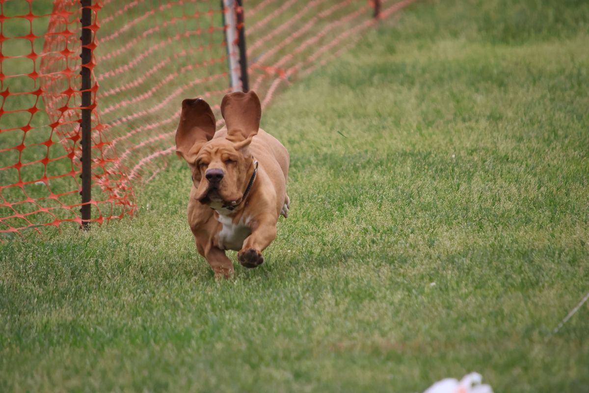 TEXAS COASTAL BRITTANY CLUB AKC ALL BREED FASTCAT EVENTS