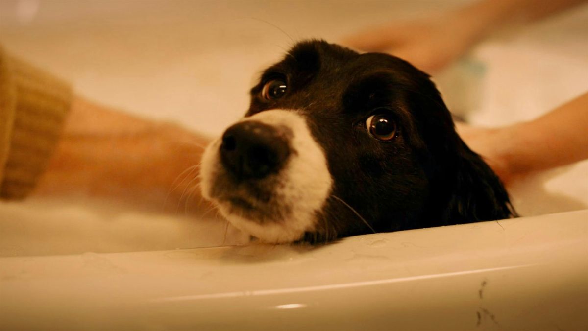 Film: Mein Hundesache