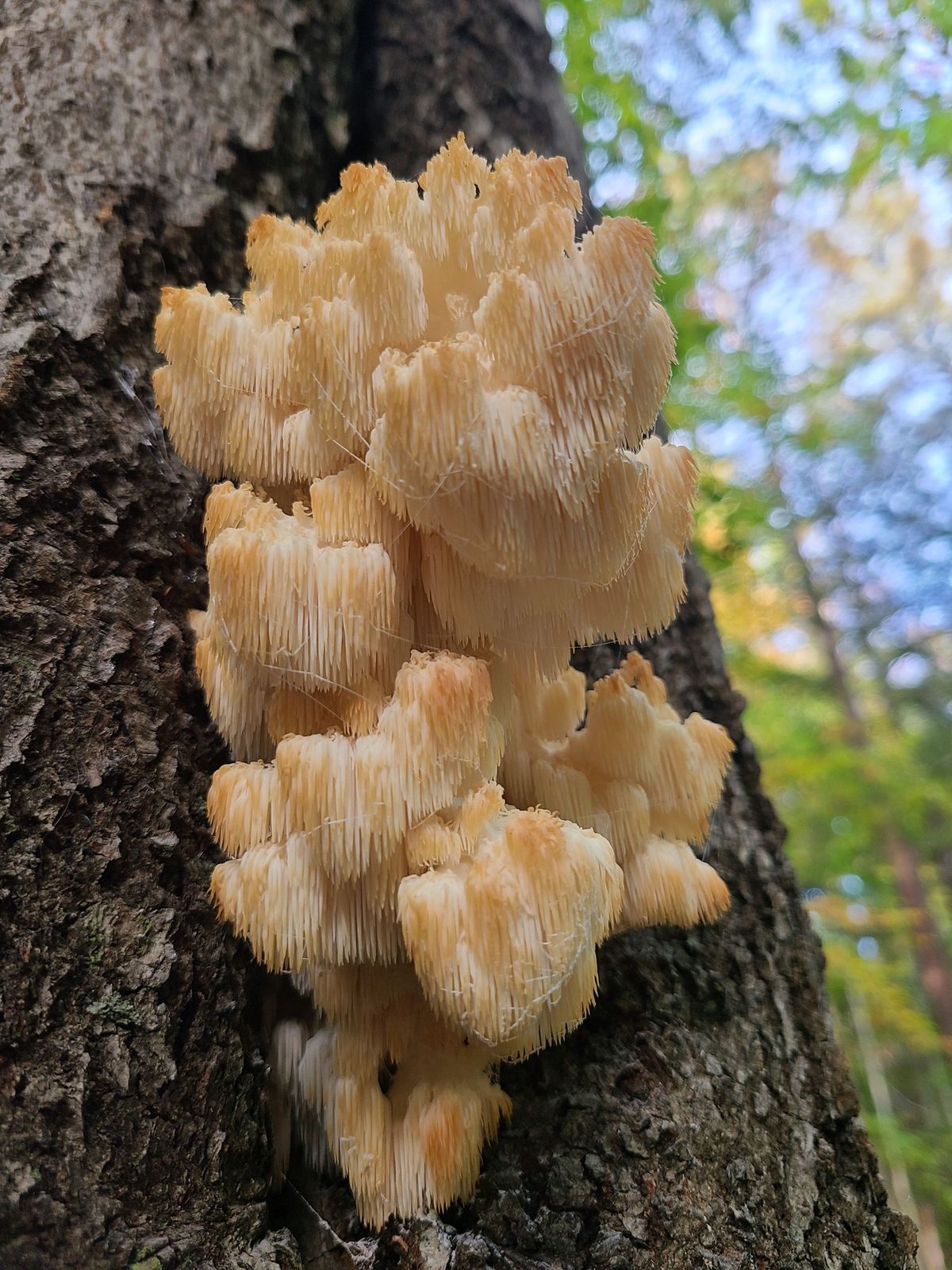 Fantastic Forage Mushroom Festival 