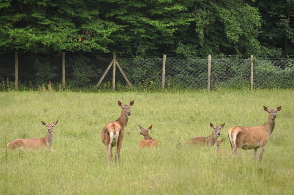 Rundgang um das Wildgehege Gut Leidenhausen