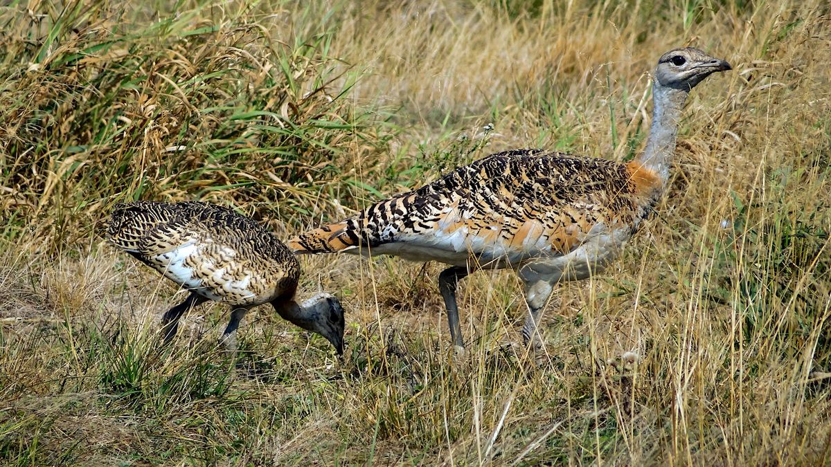 Vortrag im Zoo: Schutzprojekt Gro\u00dftrappe