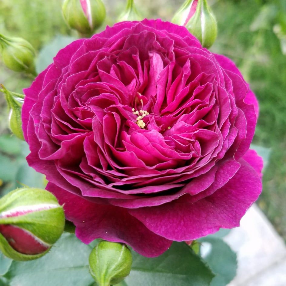 POWAY:  Winter Rose Care with James