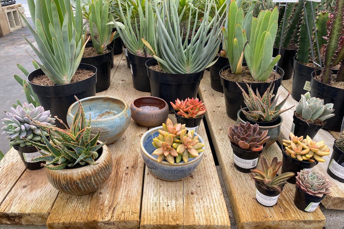 Succulent Workshop