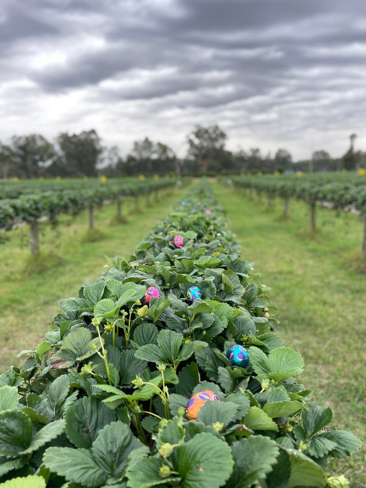 Good Friday - Easter egg hunt