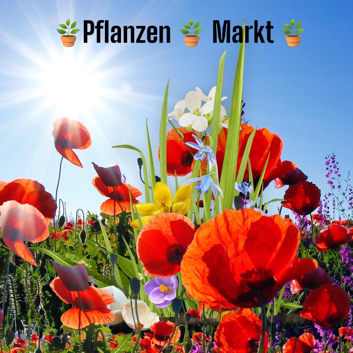 Pflanzen \ud83e\udeb4 Markt 