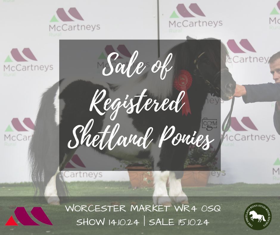 Sale of Registered Shetland Ponies