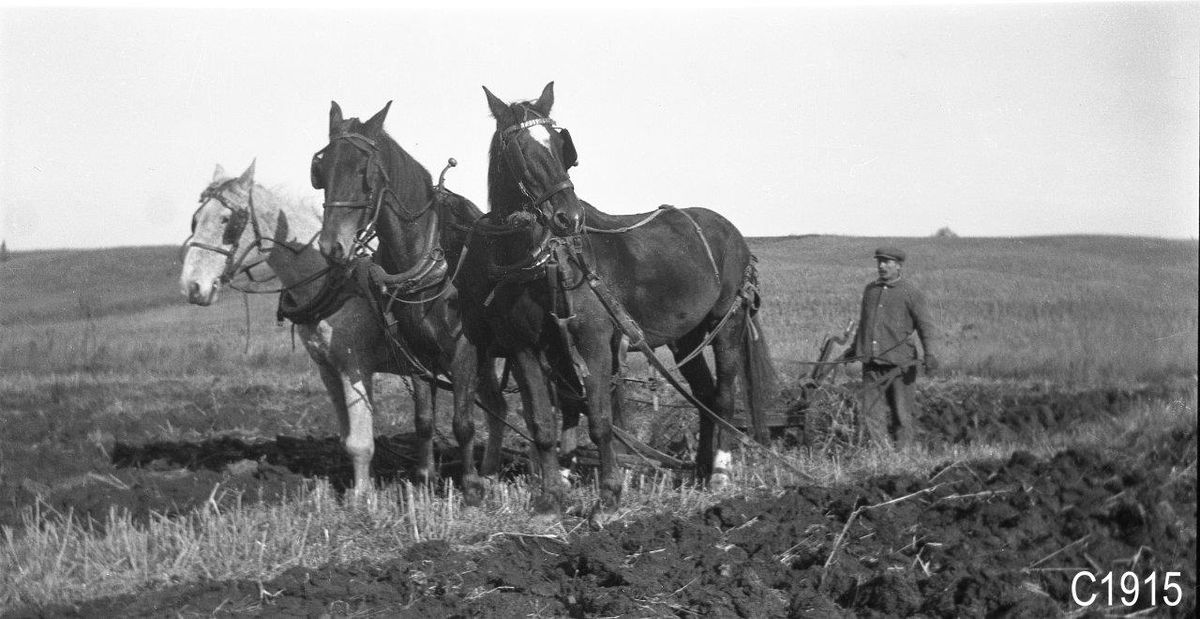 Agriculture in Trafalgar Township