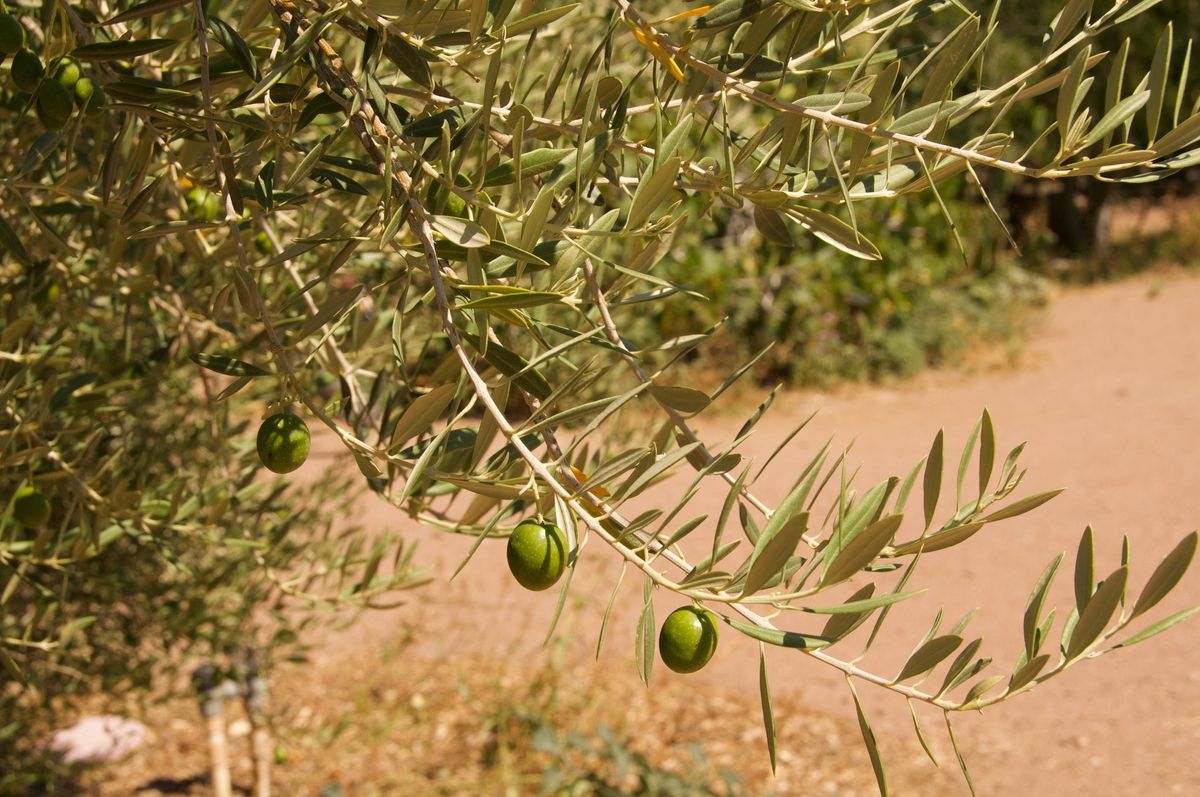 Tasting History: Olives