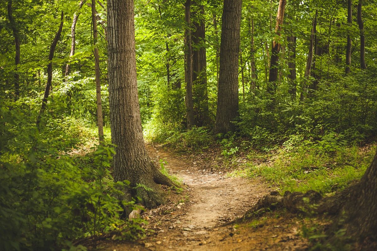 Wellness in Nature with Nina Stoyan-Rosenzweig