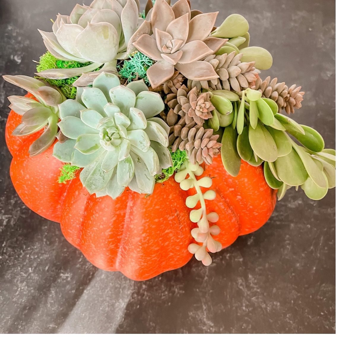 DIY Succulent Pumpkins