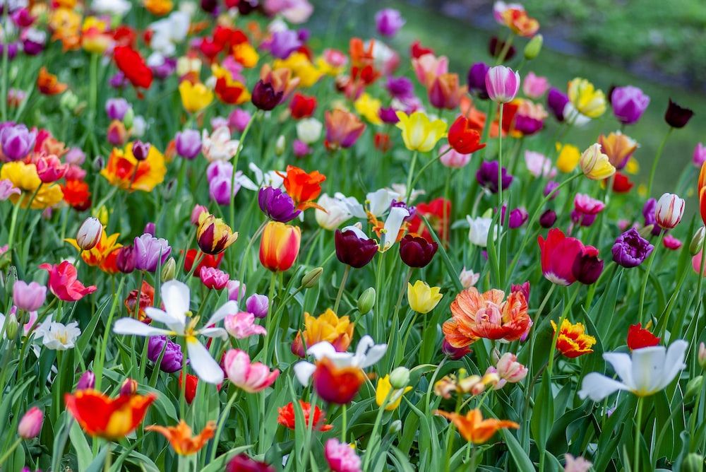 Spring Flower Show