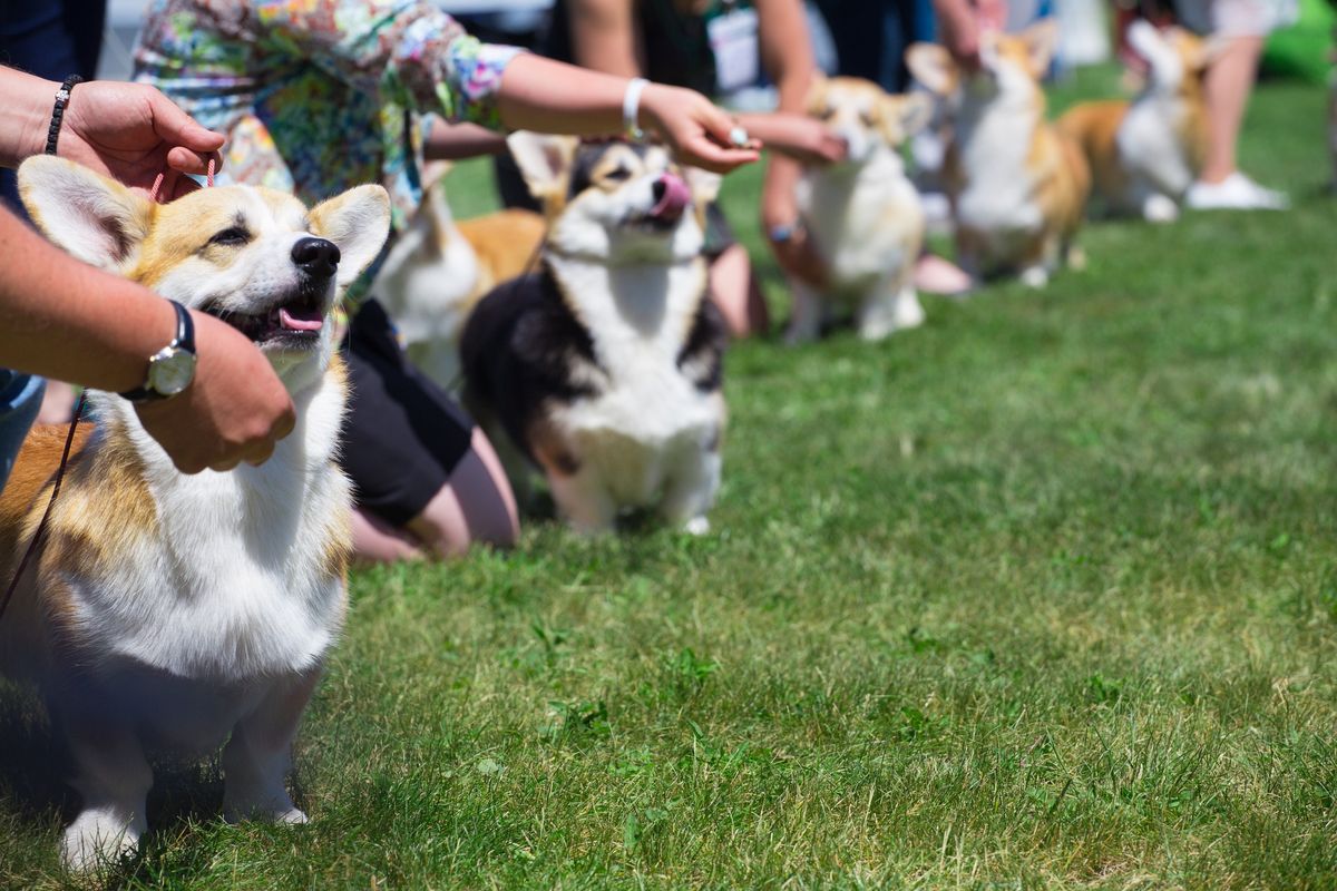 IABCA's 2024 Spokane Valley Sieger International Dog Show