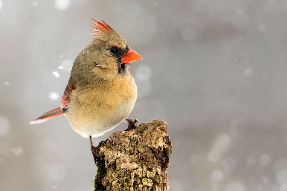 Bird Watching Walks