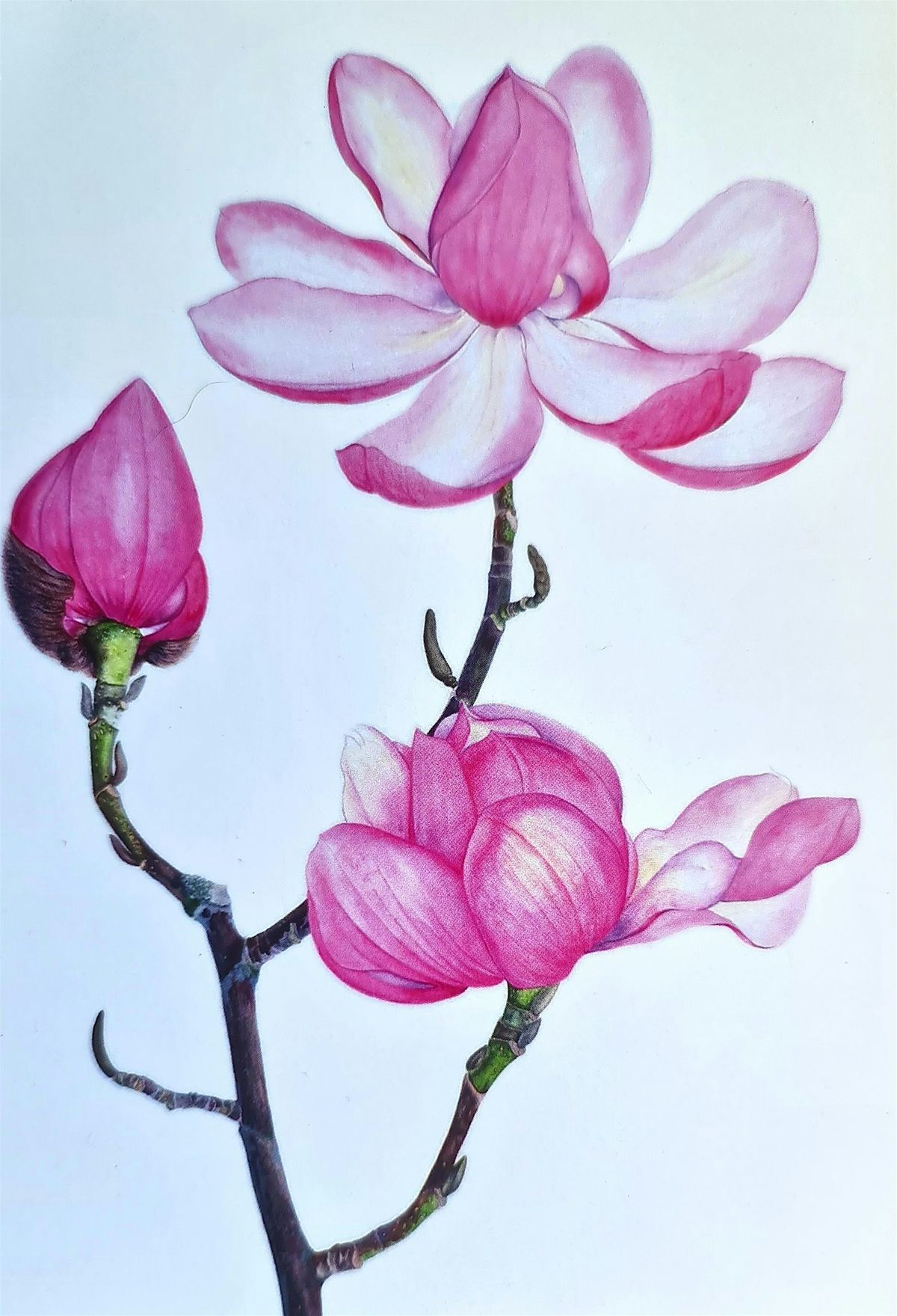 Botanical Painting in Watercolour