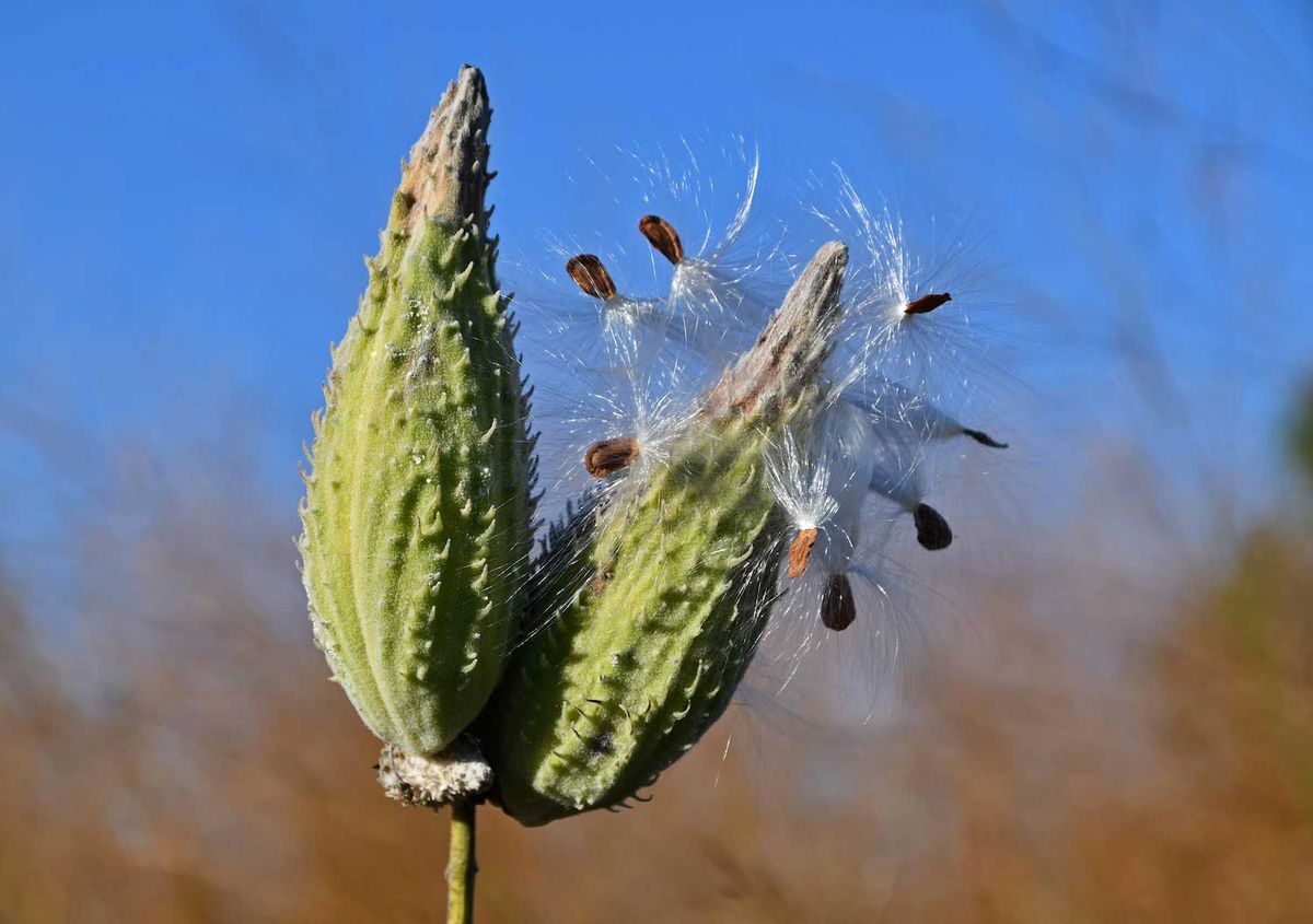 Deck Your Halls With Milkweed Pods