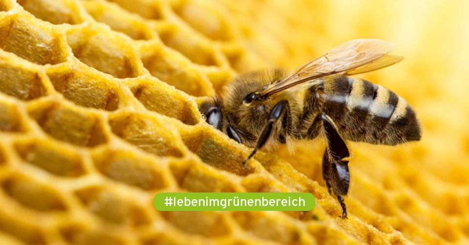 Lehrkr\u00e4ftefortbildung: \u201eHonigbienen und Wildbienen \u2013 Bienenhaltung und Nisthilfen"
