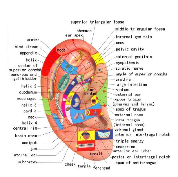 Understanding the Auricular Microsystem