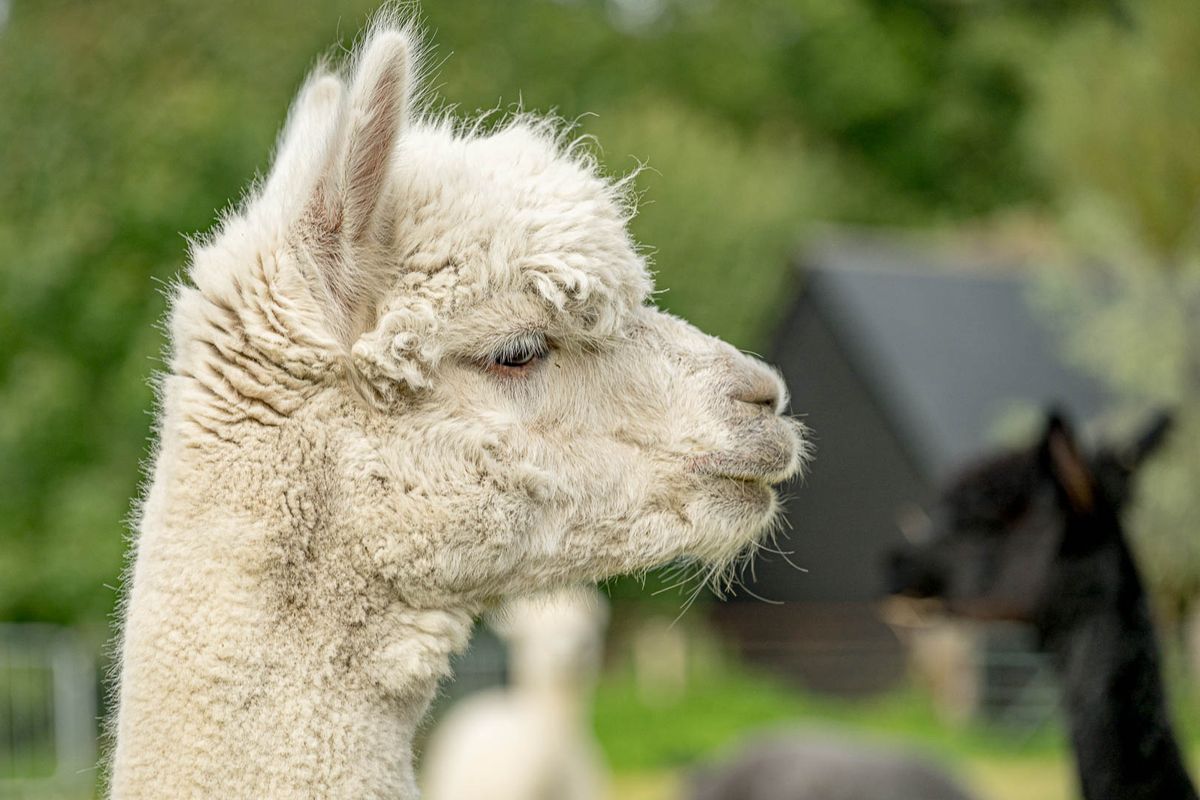 Easter Alpaca Meet & Greets