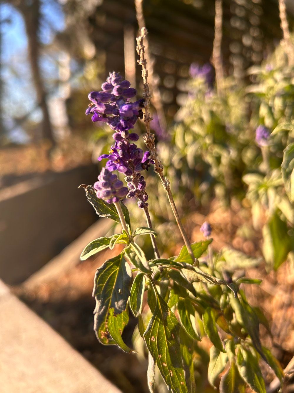 Spring Blossoms: Day of Mindfulness