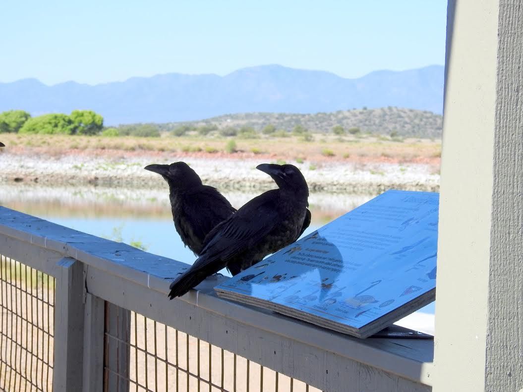 Easy Birding at Sedona Wetlands Preserve