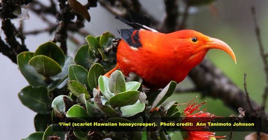 Acoustic Ecology of Hawaiian Forest Birds